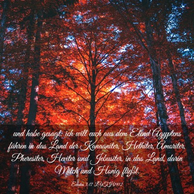 Picture 03 - Exodus 3:17 LUTH1912 - und habe gesagt: ich will euch aus dem Elend - Bible Verse Picture