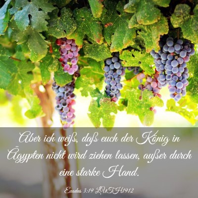 Picture 03 - Exodus 3:19 LUTH1912 - Aber ich weiß, daß euch der König in Ägypten - Bible Verse Picture
