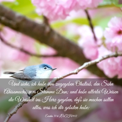 Picture 03 - Exodus 31:6 LUTH1912 - Und siehe, ich habe ihm zugegeben Oholiab, den - Bible Verse Picture