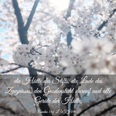 Picture 03 - Exodus 31:7 LUTH1912 - die Hütte des Stifts, die Lade des Zeugnisses, - Bible Verse Picture