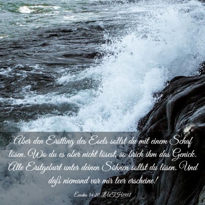 Picture 03 - Exodus 34:20 LUTH1912 - Aber den Erstling des Esels sollst du mit einem - Bible Verse Picture