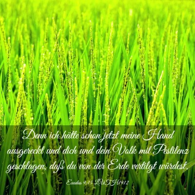 Picture 03 - Exodus 9:15 LUTH1912 - Denn ich hätte schon jetzt meine Hand ausgereckt - Bible Verse Picture