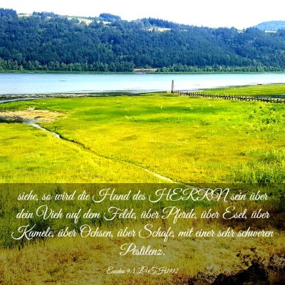 Picture 03 - Exodus 9:3 LUTH1912 - siehe, so wird die Hand des HERRN sein über dein - Bible Verse Picture