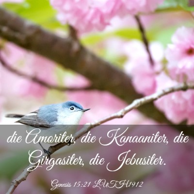 Picture 03 - Genesis 15:21 LUTH1912 - die Amoriter, die Kanaaniter, die Girgasiter, die - Bible Verse Picture