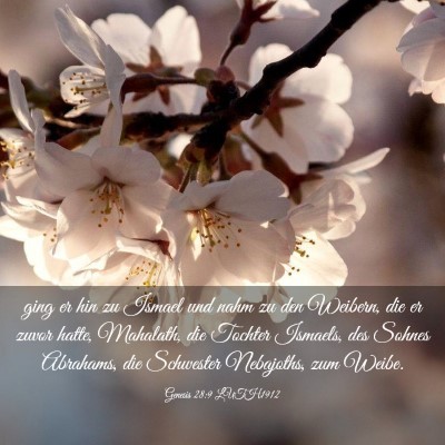 Picture 03 - Genesis 28:9 LUTH1912 - ging er hin zu Ismael und nahm zu den Weibern, - Bible Verse Picture