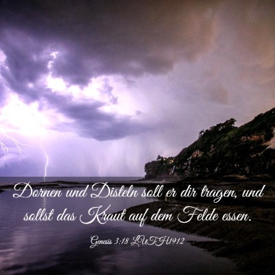 Picture 03 - Genesis 3:18 LUTH1912 - Dornen und Disteln soll er dir tragen, und sollst - Bible Verse Picture
