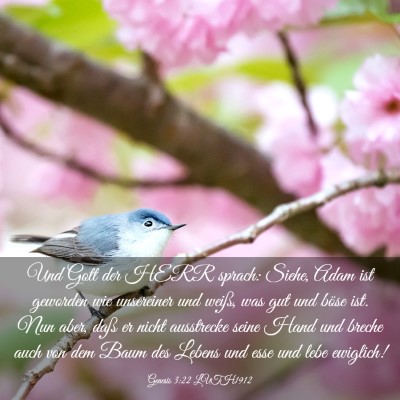 Picture 03 - Genesis 3:22 LUTH1912 - Und Gott der HERR sprach: Siehe, Adam ist - Bible Verse Picture