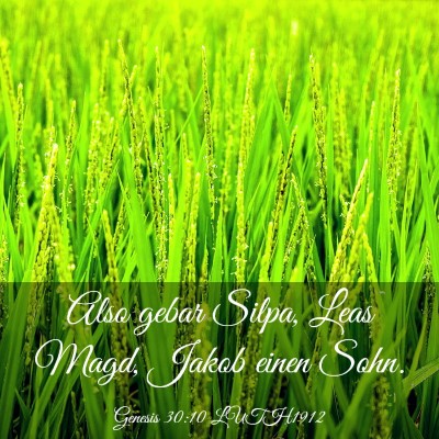 Picture 03 - Genesis 30:10 LUTH1912 - Also gebar Silpa, Leas Magd, Jakob einen - Bible Verse Picture