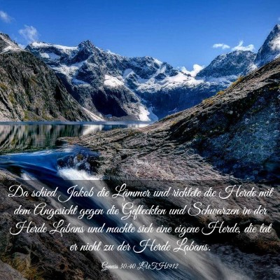 Picture 03 - Genesis 30:40 LUTH1912 - Da schied Jakob die Lämmer und richtete die - Bible Verse Picture