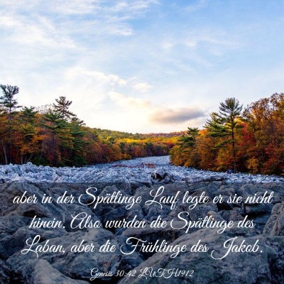 Picture 03 - Genesis 30:42 LUTH1912 - aber in der Spätlinge Lauf legte er sie nicht - Bible Verse Picture