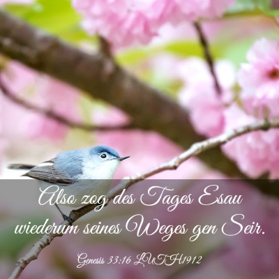 Picture 03 - Genesis 33:16 LUTH1912 - Also zog des Tages Esau wiederum seines Weges gen - Bible Verse Picture