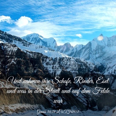 Picture 03 - Genesis 34:28 LUTH1912 - Und nahmen ihre Schafe, Rinder, Esel und was in - Bible Verse Picture