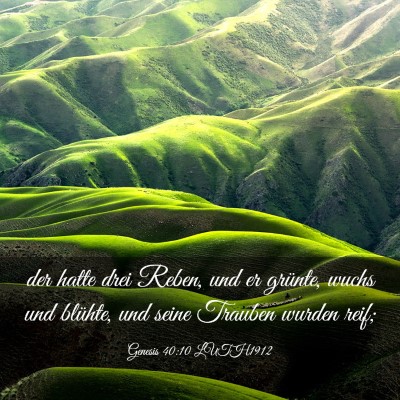 Picture 03 - Genesis 40:10 LUTH1912 - der hatte drei Reben, und er grünte, wuchs und - Bible Verse Picture