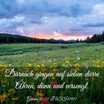 Picture 03 - Genesis 41:23 LUTH1912 - Darnach gingen auf sieben dürre Ähren, dünn - Bible Verse Picture
