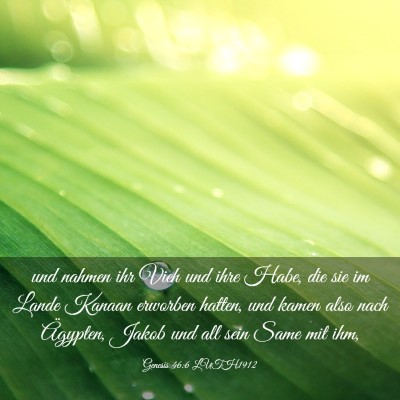 Picture 03 - Genesis 46:6 LUTH1912 - und nahmen ihr Vieh und ihre Habe, die sie im - Bible Verse Picture