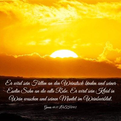 Picture 03 - Genesis 49:11 LUTH1912 - Er wird sein Füllen an den Weinstock binden und - Bible Verse Picture