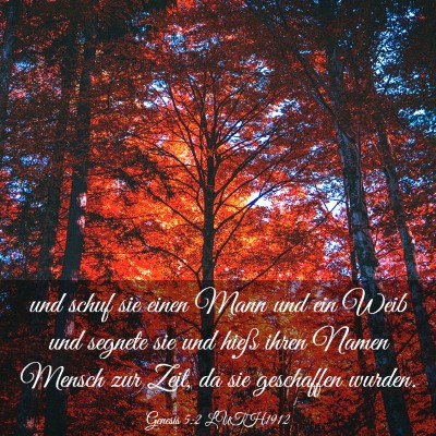 Picture 03 - Genesis 5:2 LUTH1912 - und schuf sie einen Mann und ein Weib und segnete - Bible Verse Picture