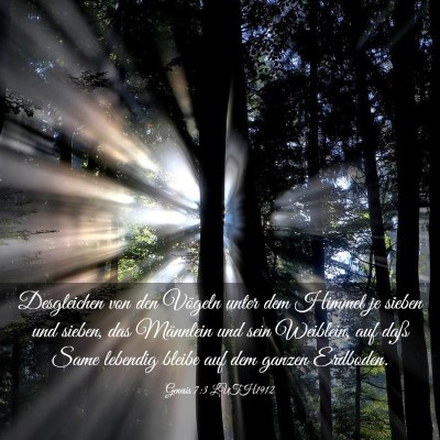 Picture 03 - Genesis 7:3 LUTH1912 - Desgleichen von den Vögeln unter dem Himmel je - Bible Verse Picture