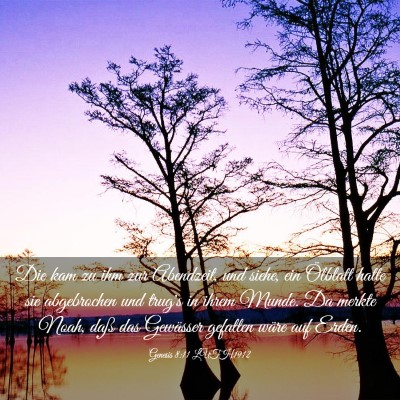 Picture 03 - Genesis 8:11 LUTH1912 - Die kam zu ihm zur Abendzeit, und siehe, ein - Bible Verse Picture