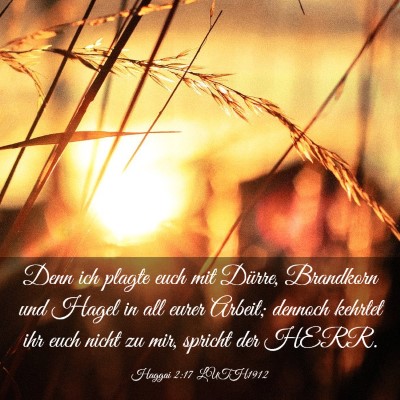 Picture 03 - Haggai 2:17 LUTH1912 - Denn ich plagte euch mit Dürre, Brandkorn und - Bible Verse Picture