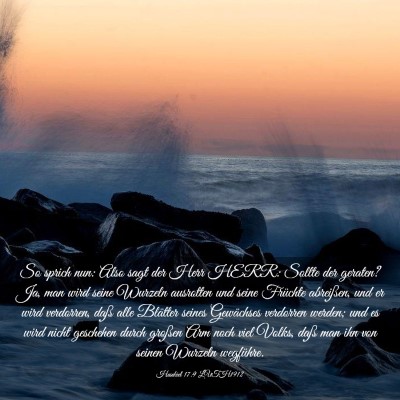 Picture 03 - Hesekiel 17:9 LUTH1912 - So sprich nun: Also sagt der Herr HERR: Sollte - Bible Verse Picture