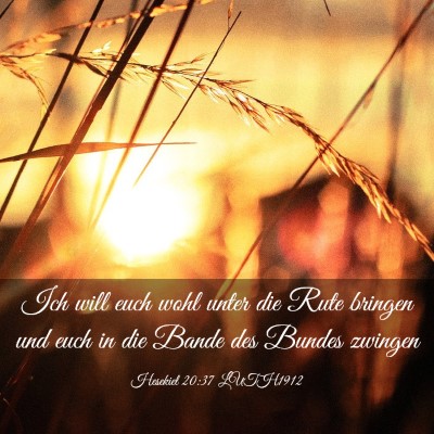 Picture 03 - Hesekiel 20:37 LUTH1912 - Ich will euch wohl unter die Rute bringen und - Bible Verse Picture
