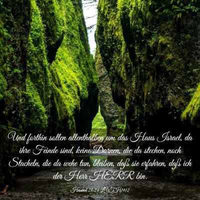 Picture 03 - Hesekiel 28:24 LUTH1912 - Und forthin sollen allenthalben um das Haus - Bible Verse Picture