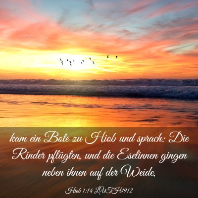 Picture 03 - Hiob 1:14 LUTH1912 - kam ein Bote zu Hiob und sprach: Die Rinder - Bible Verse Picture