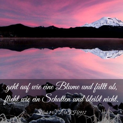 Picture 03 - Hiob 14:2 LUTH1912 - geht auf wie eine Blume und fällt ab, flieht wie - Bible Verse Picture