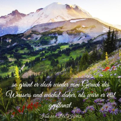 Picture 03 - Hiob 14:9 LUTH1912 - so grünt er doch wieder vom Geruch des Wassers - Bible Verse Picture
