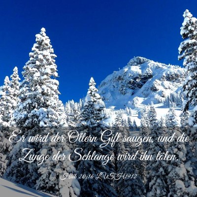 Picture 03 - Hiob 20:16 LUTH1912 - Er wird der Ottern Gift saugen, und die Zunge der - Bible Verse Picture