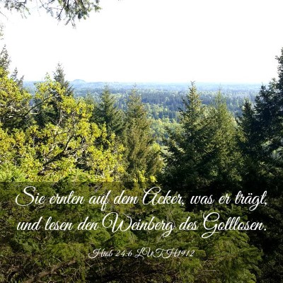 Picture 03 - Hiob 24:6 LUTH1912 - Sie ernten auf dem Acker, was er trägt, und - Bible Verse Picture