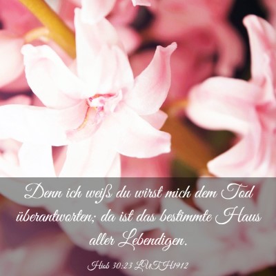 Picture 03 - Hiob 30:23 LUTH1912 - Denn ich weiß du wirst mich dem Tod - Bible Verse Picture