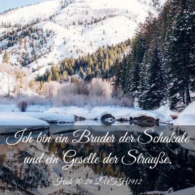 Picture 03 - Hiob 30:29 LUTH1912 - Ich bin ein Bruder der Schakale und ein Geselle - Bible Verse Picture