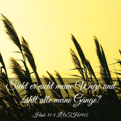 Picture 03 - Hiob 31:4 LUTH1912 - Sieht er nicht meine Wege und zählt alle meine - Bible Verse Picture
