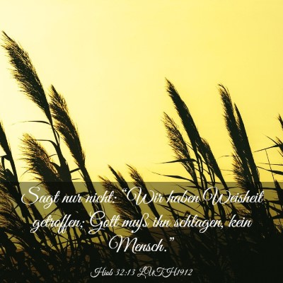 Picture 03 - Hiob 32:13 LUTH1912 - Sagt nur nicht: “Wir haben Weisheit getroffen; - Bible Verse Picture