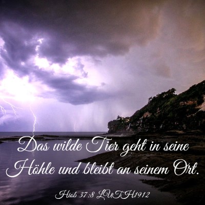 Picture 03 - Hiob 37:8 LUTH1912 - Das wilde Tier geht in seine Höhle und bleibt an - Bible Verse Picture