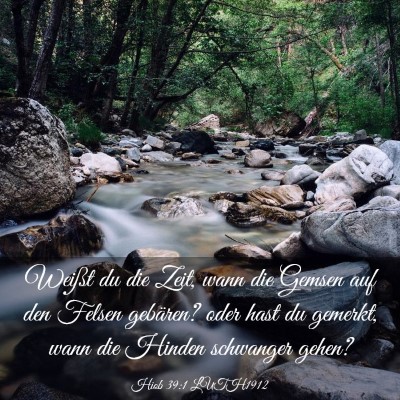 Picture 03 - Hiob 39:1 LUTH1912 - Weißt du die Zeit, wann die Gemsen auf den - Bible Verse Picture
