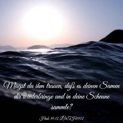 Picture 03 - Hiob 39:12 LUTH1912 - Magst du ihm trauen, daß es deinen Samen dir - Bible Verse Picture