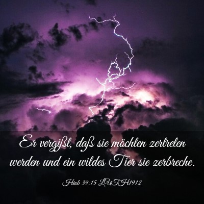 Picture 03 - Hiob 39:15 LUTH1912 - Er vergißt, daß sie möchten zertreten werden - Bible Verse Picture