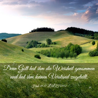 Picture 03 - Hiob 39:17 LUTH1912 - Denn Gott hat ihm die Weisheit genommen und hat - Bible Verse Picture