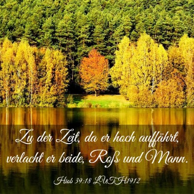 Picture 03 - Hiob 39:18 LUTH1912 - Zu der Zeit, da er hoch auffährt, verlacht er - Bible Verse Picture