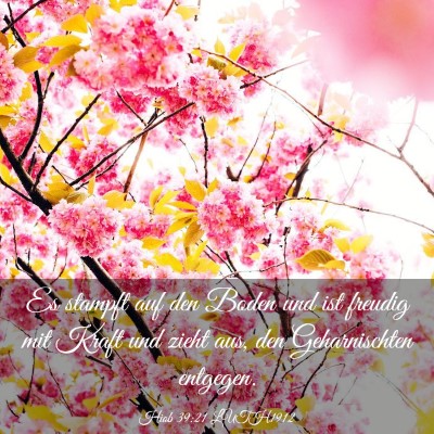 Picture 03 - Hiob 39:21 LUTH1912 - Es stampft auf den Boden und ist freudig mit - Bible Verse Picture