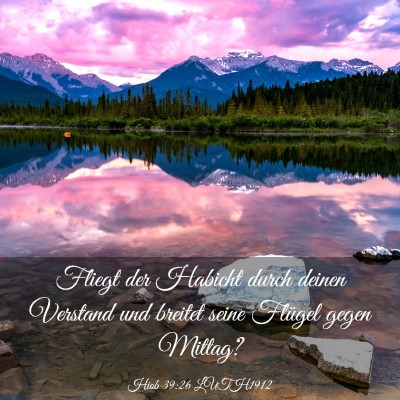 Picture 03 - Hiob 39:26 LUTH1912 - Fliegt der Habicht durch deinen Verstand und - Bible Verse Picture