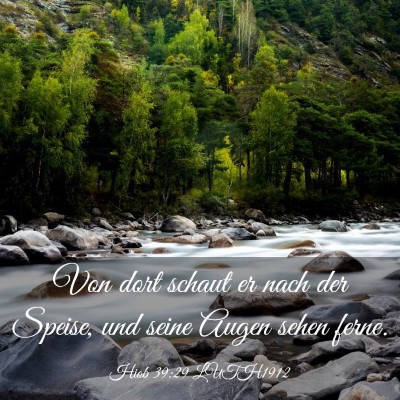 Picture 03 - Hiob 39:29 LUTH1912 - Von dort schaut er nach der Speise, und seine - Bible Verse Picture
