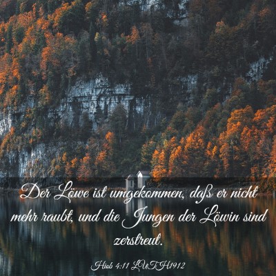 Picture 03 - Hiob 4:11 LUTH1912 - Der Löwe ist umgekommen, daß er nicht mehr - Bible Verse Picture