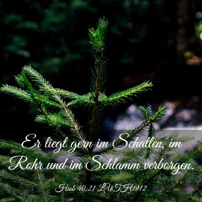 Picture 03 - Hiob 40:21 LUTH1912 - Er liegt gern im Schatten, im Rohr und im Schlamm - Bible Verse Picture