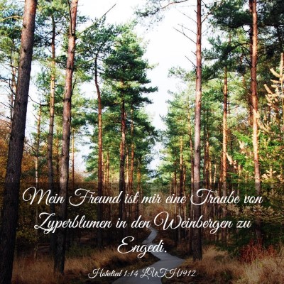 Picture 03 - Hohelied 1:14 LUTH1912 - Mein Freund ist mir eine Traube von Zyperblumen - Bible Verse Picture