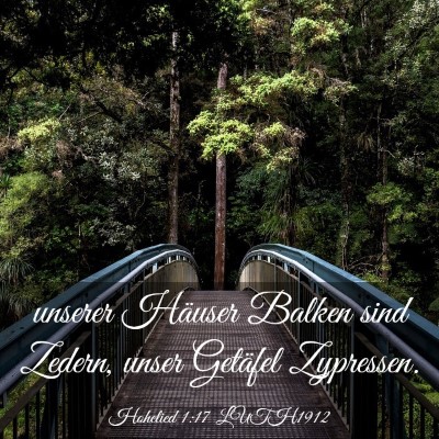 Picture 03 - Hohelied 1:17 LUTH1912 - unserer Häuser Balken sind Zedern, unser - Bible Verse Picture