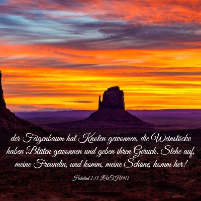 Picture 03 - Hohelied 2:13 LUTH1912 - der Feigenbaum hat Knoten gewonnen, die - Bible Verse Picture